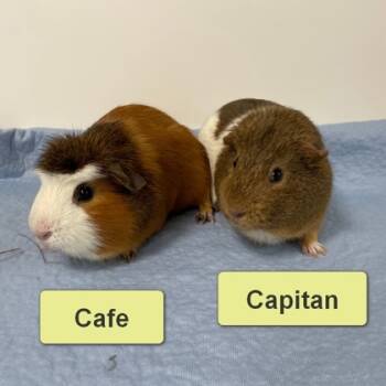 Rescue Guinea Pig Guinea Pigs for Adoption in Wheaton, Illinois - Cafe | PetCurious